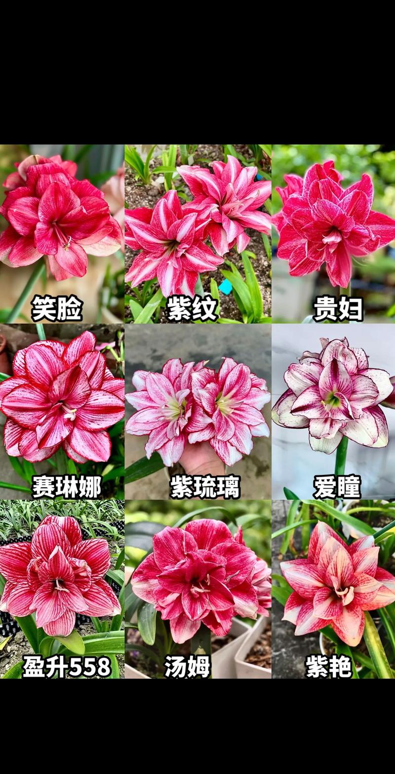 朱顶红品种有哪些？图片名称如何对应？-图1