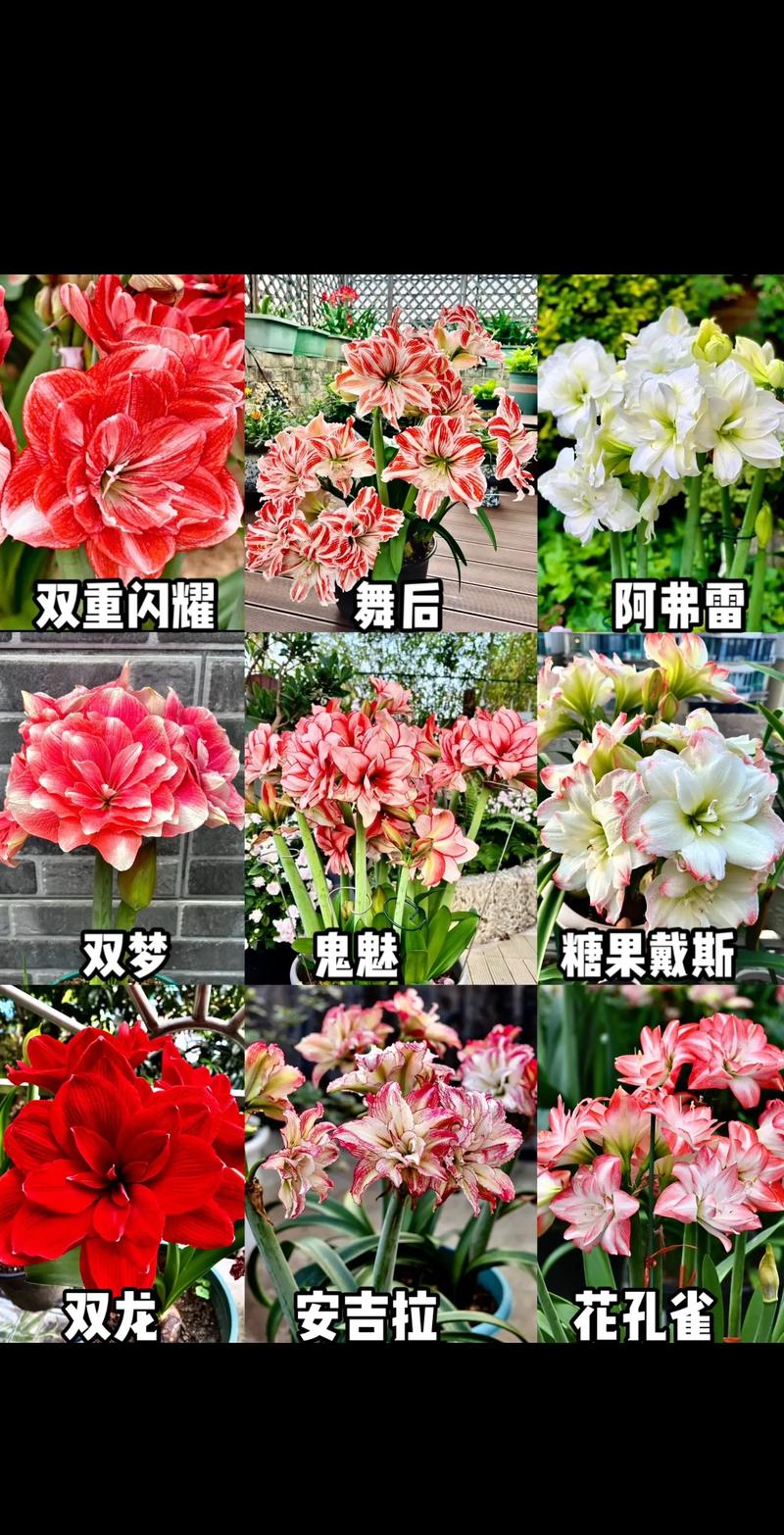 朱顶红品种有哪些？图片名称如何对应？-图2