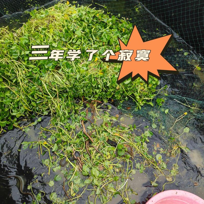 黄鳝生态小池密养技术要点有哪些？-图2