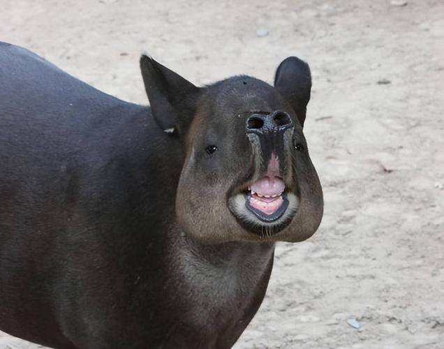 江苏野生甲鱼价格多少钱一斤?-图1 江苏野生甲鱼价格多少钱一斤?-图1