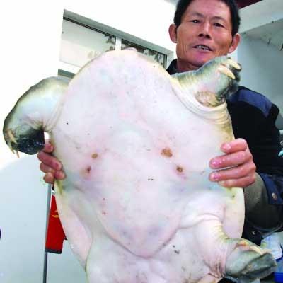 江苏野生甲鱼价格多少钱一斤？-图2