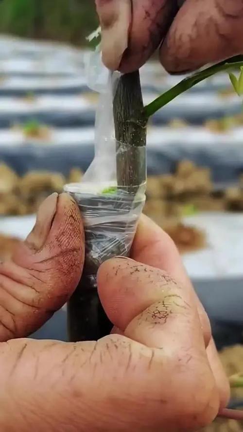 苦瓜嫁接栽培技术视频怎么学？-图1