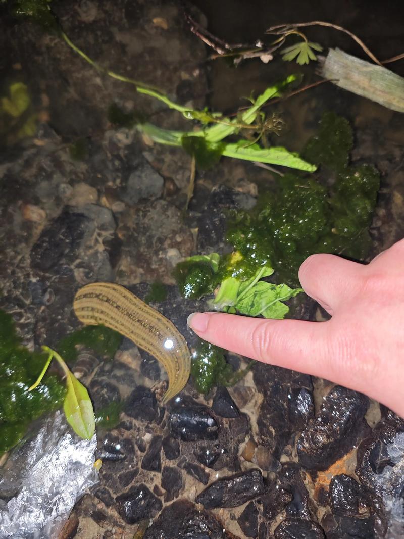 蚂蝗养殖技术视频教程怎么学？-图3