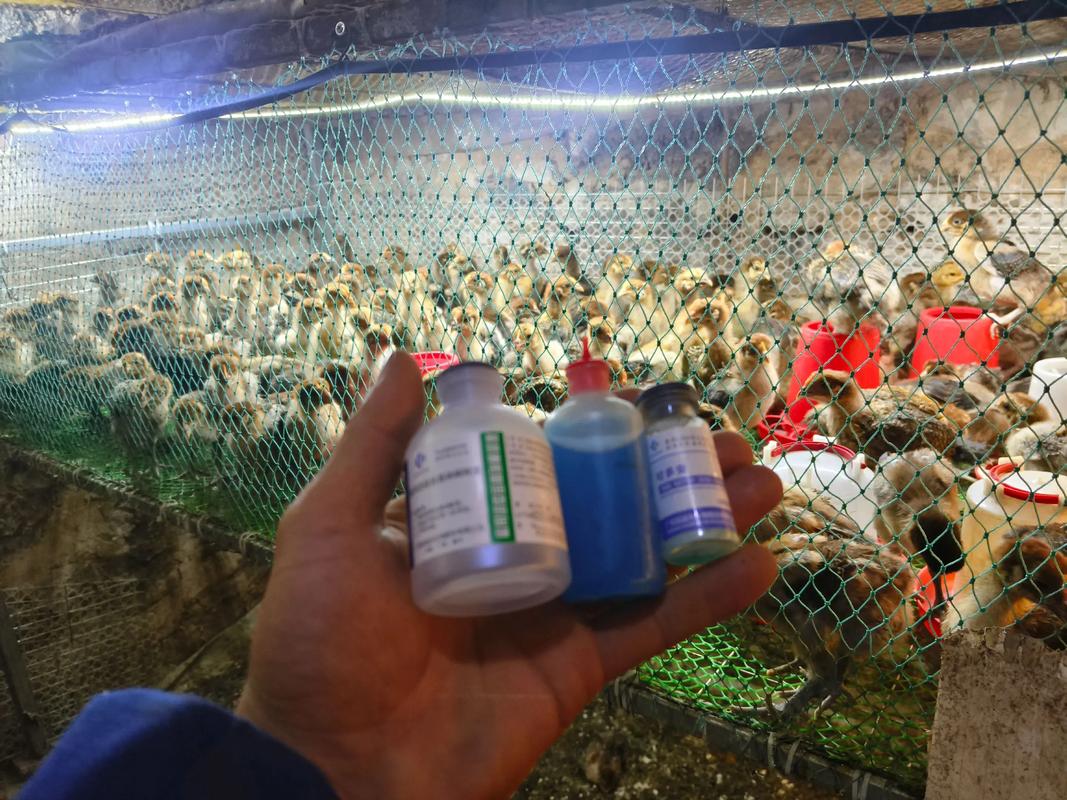 小鸡饲料养殖技术视频怎么学才有效?-图1 小鸡饲料养殖技术视频怎么学才有效?-图1