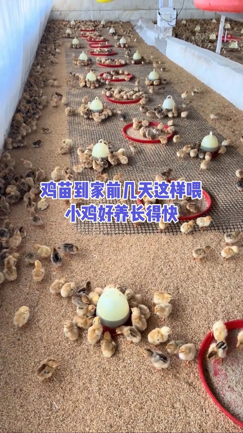 小鸡饲料养殖技术视频怎么学才有效?-图2 小鸡饲料养殖技术视频怎么学才有效?-图2