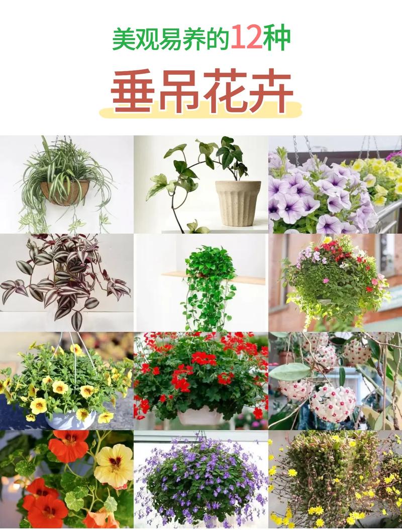 垂吊花卉有哪些品种？-图1