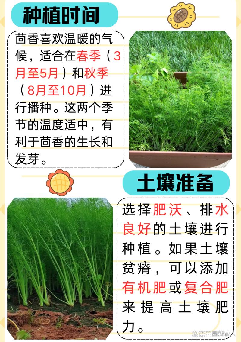 大茴香种植技术和时间-图1 大茴香种植技术和时间-图1