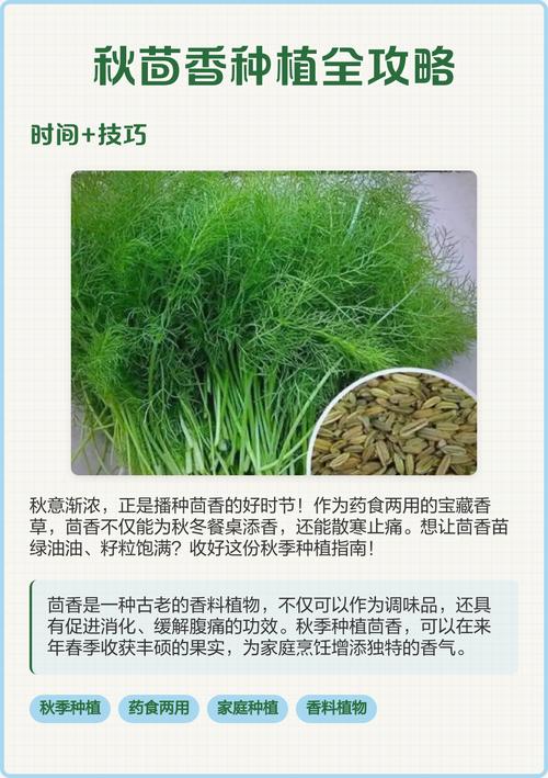 大茴香种植技术和时间-图2 大茴香种植技术和时间-图2