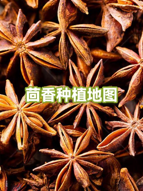 大茴香种植技术和时间-图3 大茴香种植技术和时间-图3