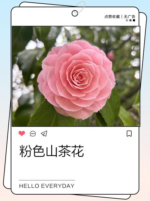 粉红色茶花是什么品种?-图1 粉红色茶花是什么品种?-图1