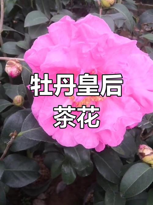 粉红色茶花是什么品种?-图2 粉红色茶花是什么品种?-图2
