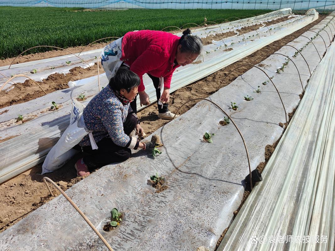 西瓜高产栽培技术视频,如何轻松掌握高产秘诀?-图2 西瓜高产栽培技术视频,如何轻松掌握高产秘诀?-图2