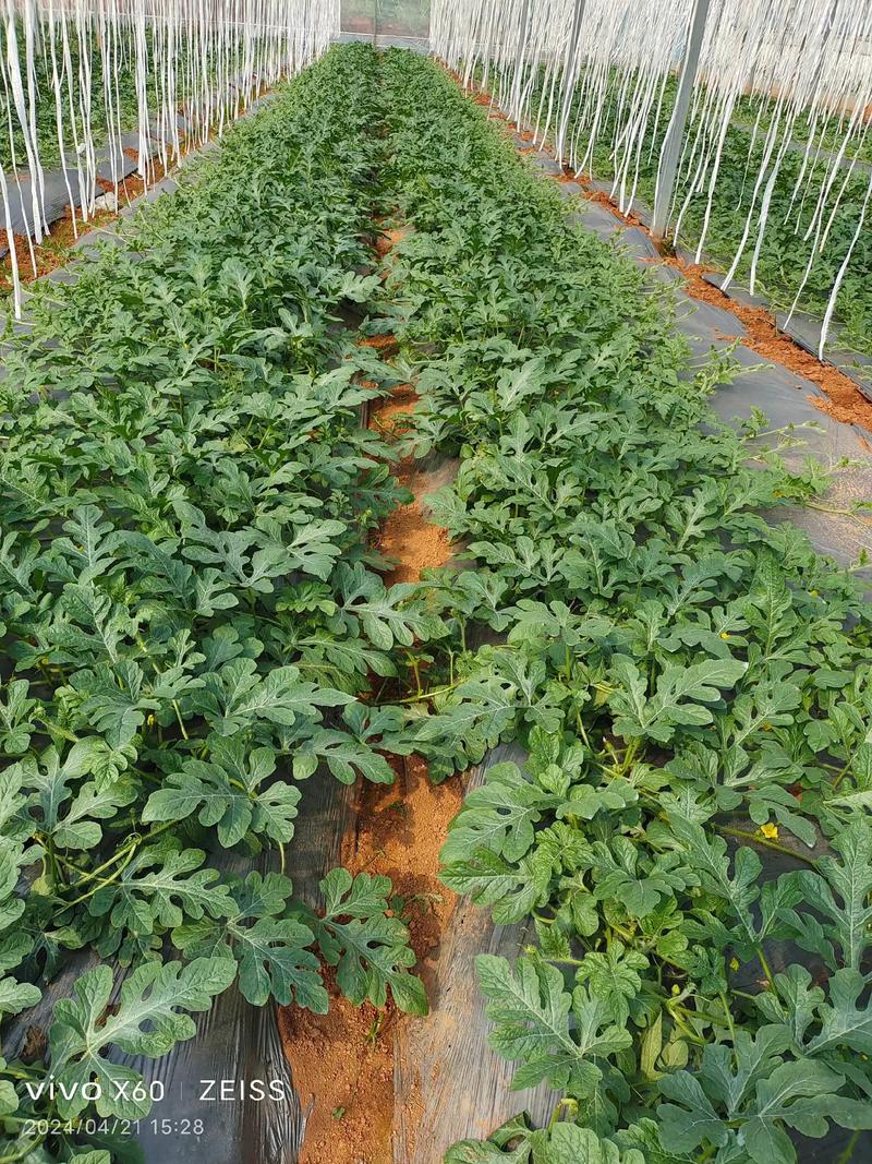 西瓜高产栽培技术视频,如何轻松掌握高产秘诀?-图3 西瓜高产栽培技术视频,如何轻松掌握高产秘诀?-图3