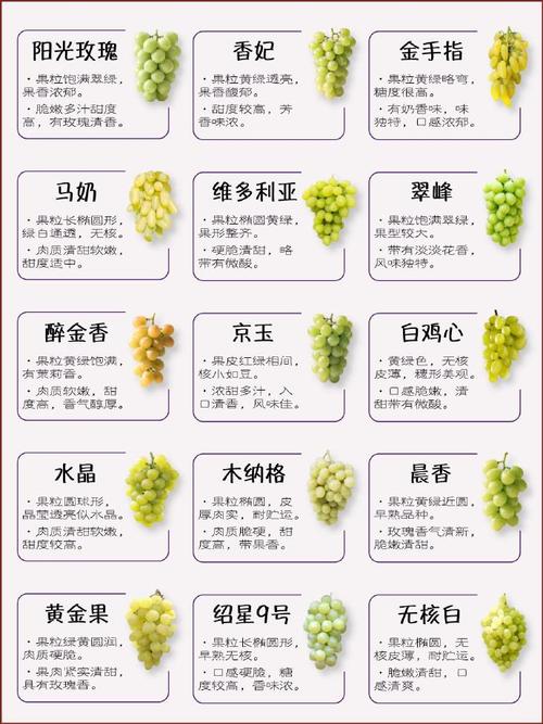 葡萄品种繁多,如何辨识?-图2 葡萄品种繁多,如何辨识?-图2