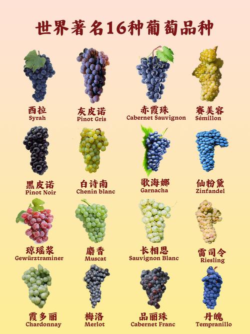 葡萄品种繁多,如何辨识?-图1 葡萄品种繁多,如何辨识?-图1