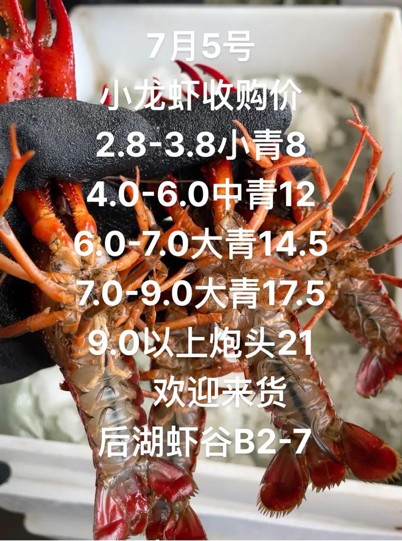 广东小龙虾价格行情如何?-图1 广东小龙虾价格行情如何?-图1