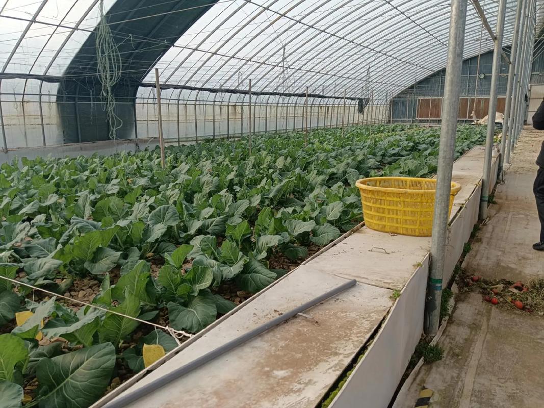 菜花大棚种植技术视频-图1 菜花大棚种植技术视频-图1