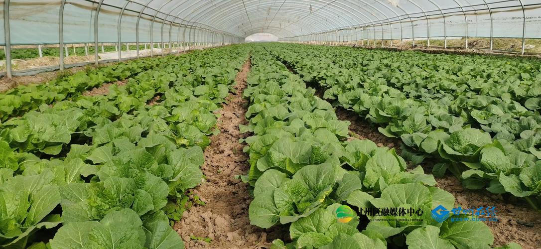 菜花大棚种植技术视频-图3 菜花大棚种植技术视频-图3