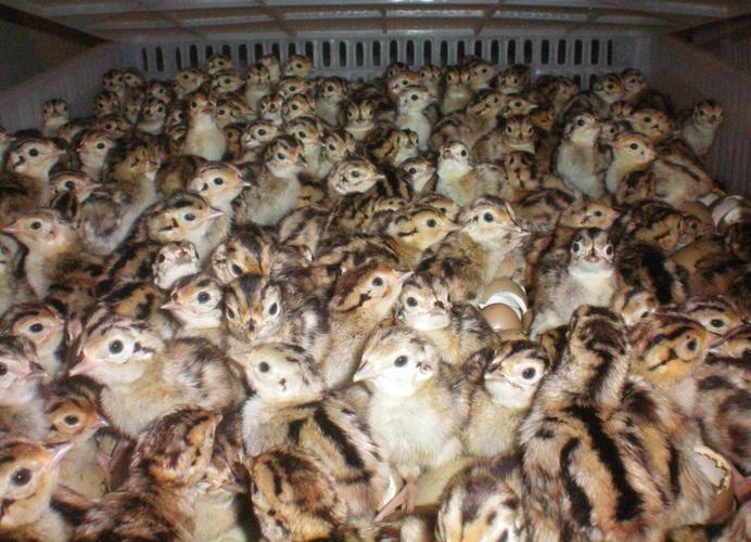 黑龙江七彩山鸡苗价格多少钱一只？-图1