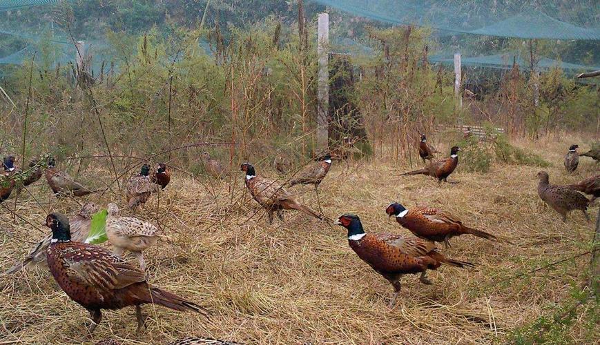 黑龙江七彩山鸡苗价格多少钱一只？-图3