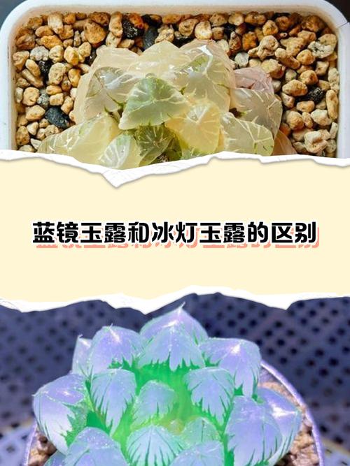 玉露品种怎么从图片里辨别？-图1