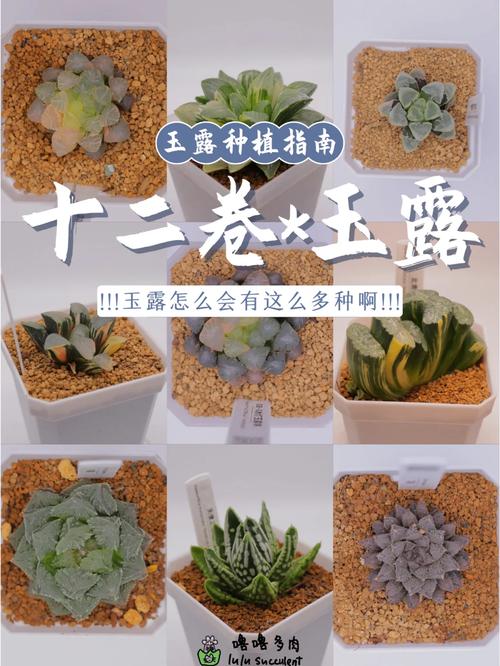 玉露品种怎么从图片里辨别？-图2