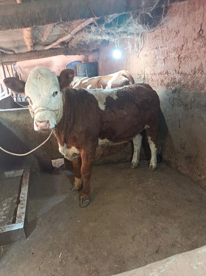 繁殖母牛品种选哪种最合适？-图1