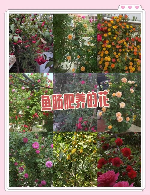 小型水库养鱼施肥技术怎么操作？-图3