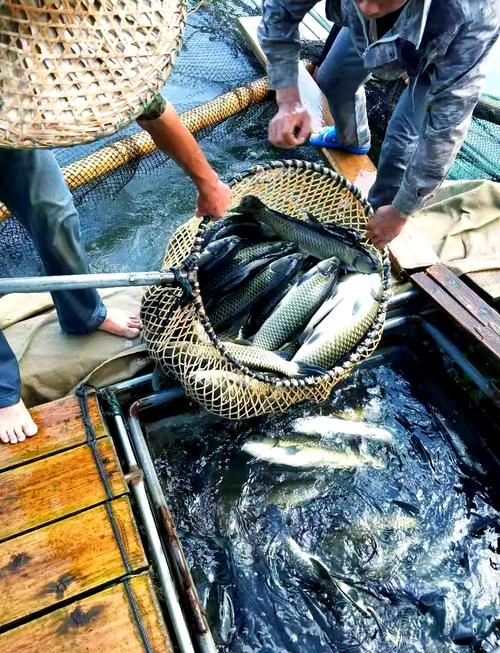 北京草鱼批发价现在多少钱一斤?-图2 北京草鱼批发价现在多少钱一斤?-图2