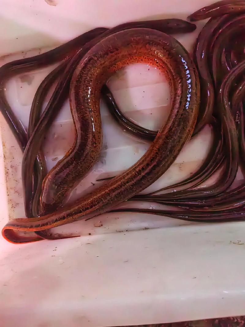 小黄鳝价格一斤多少钱?-图1 小黄鳝价格一斤多少钱?-图1