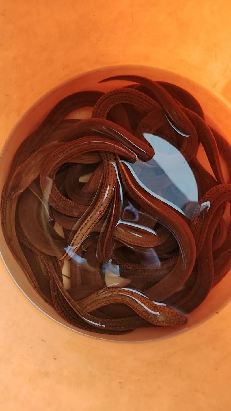 小黄鳝价格一斤多少钱?-图3 小黄鳝价格一斤多少钱?-图3