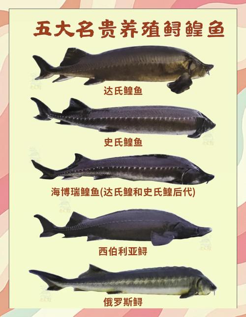 鲟鱼养殖技术视频教程,新手能学会吗?-图2 鲟鱼养殖技术视频教程,新手能学会吗?-图2