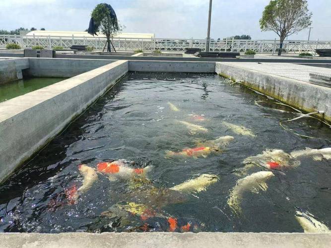 土塘锦鲤养殖技术视频有哪些要点?-图1 土塘锦鲤养殖技术视频有哪些要点?-图1