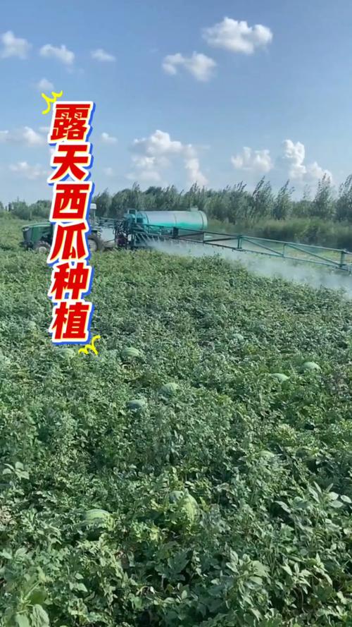露地西瓜如何实现高产栽培?-图1 露地西瓜如何实现高产栽培?-图1