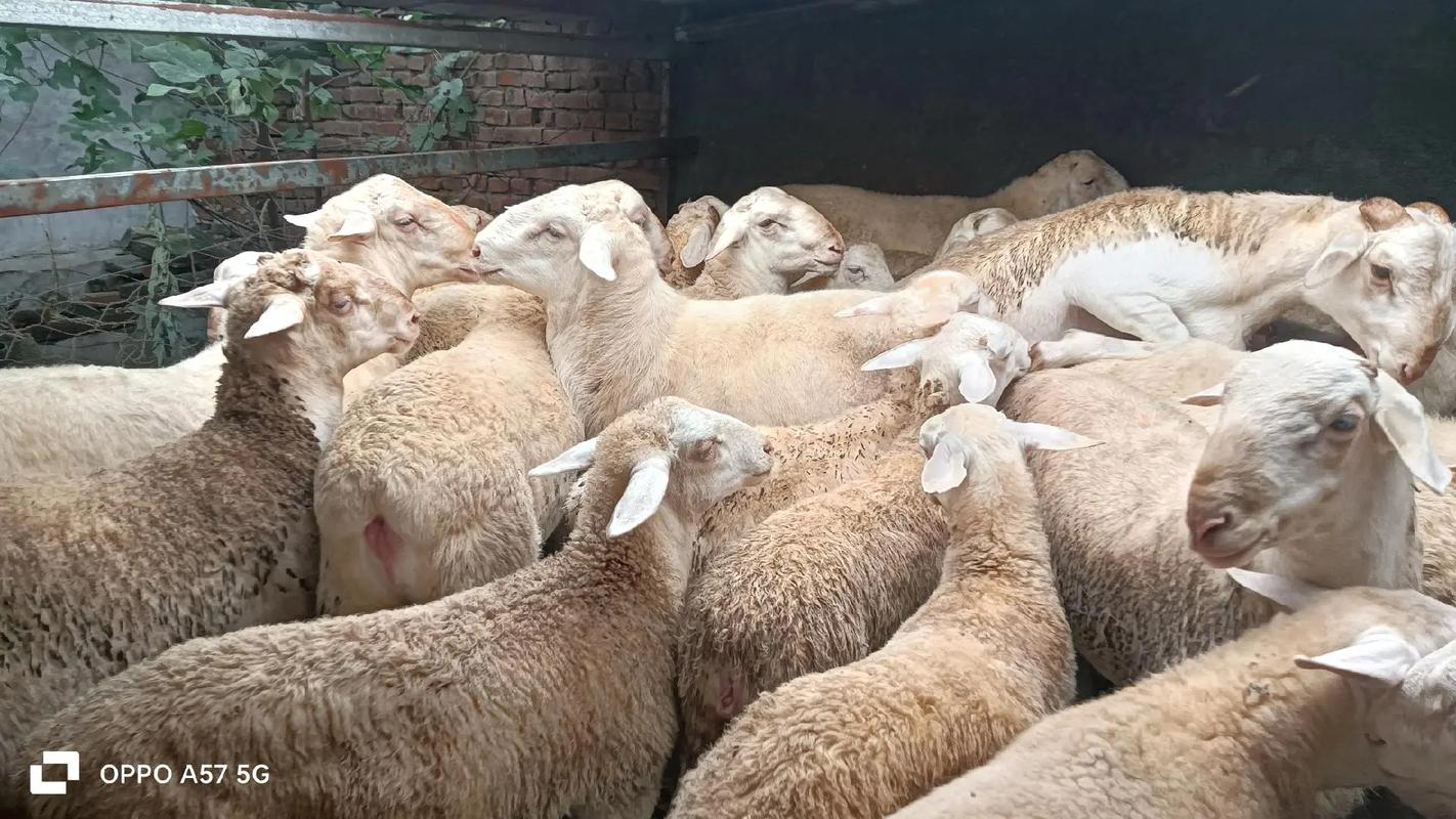 圈养选什么羊品种最合适?-图3 圈养选什么羊品种最合适?-图3