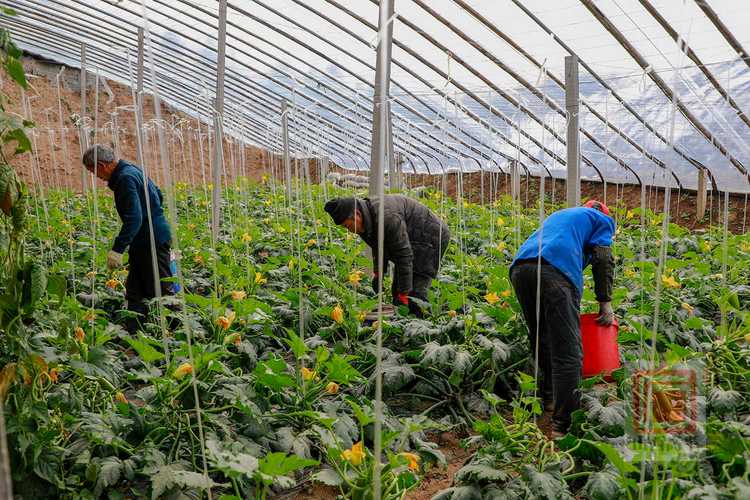 大棚西葫种植视频，关键技术有哪些？-图1