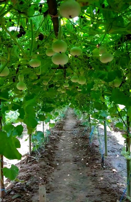 大棚西葫种植视频，关键技术有哪些？-图3