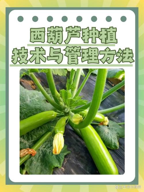 大棚西葫种植视频，关键技术有哪些？-图2