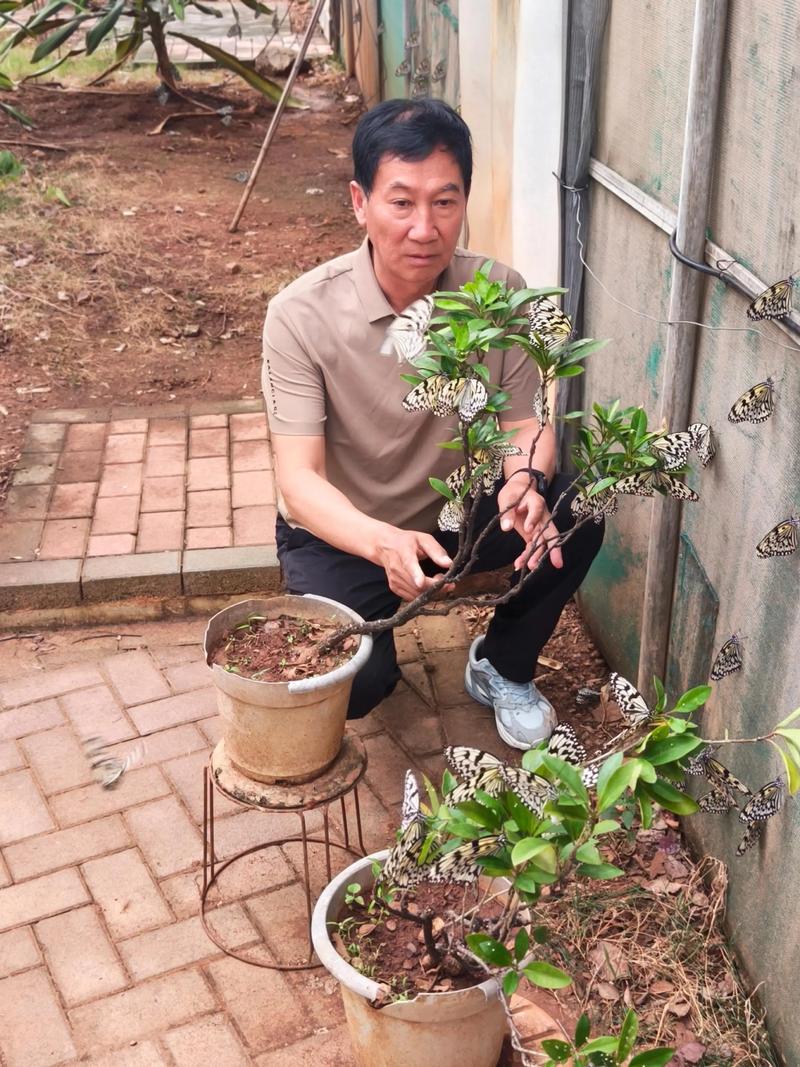 蝴蝶养殖技术视频教程怎么学?-图1 蝴蝶养殖技术视频教程怎么学?-图1
