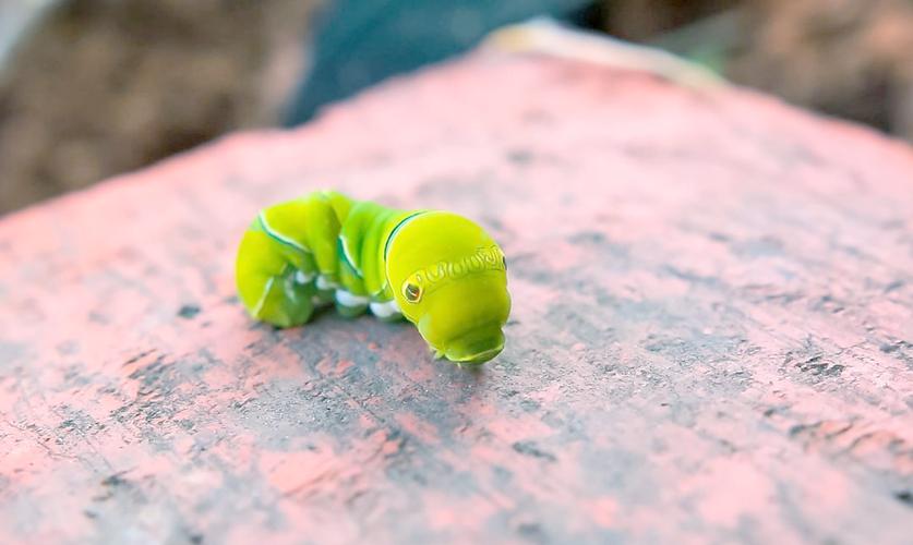 蝴蝶养殖技术视频教程怎么学?-图2 蝴蝶养殖技术视频教程怎么学?-图2