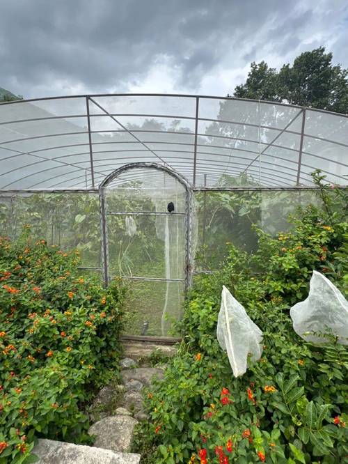 蝴蝶养殖技术视频教程怎么学?-图3 蝴蝶养殖技术视频教程怎么学?-图3