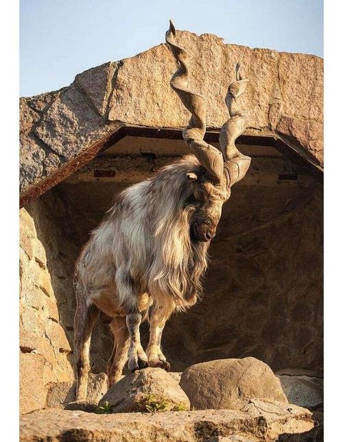 山羊品种有哪些？-图3