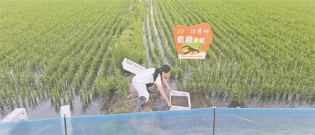 龙虾稻田养殖最新技术有哪些要点?-图3 龙虾稻田养殖最新技术有哪些要点?-图3