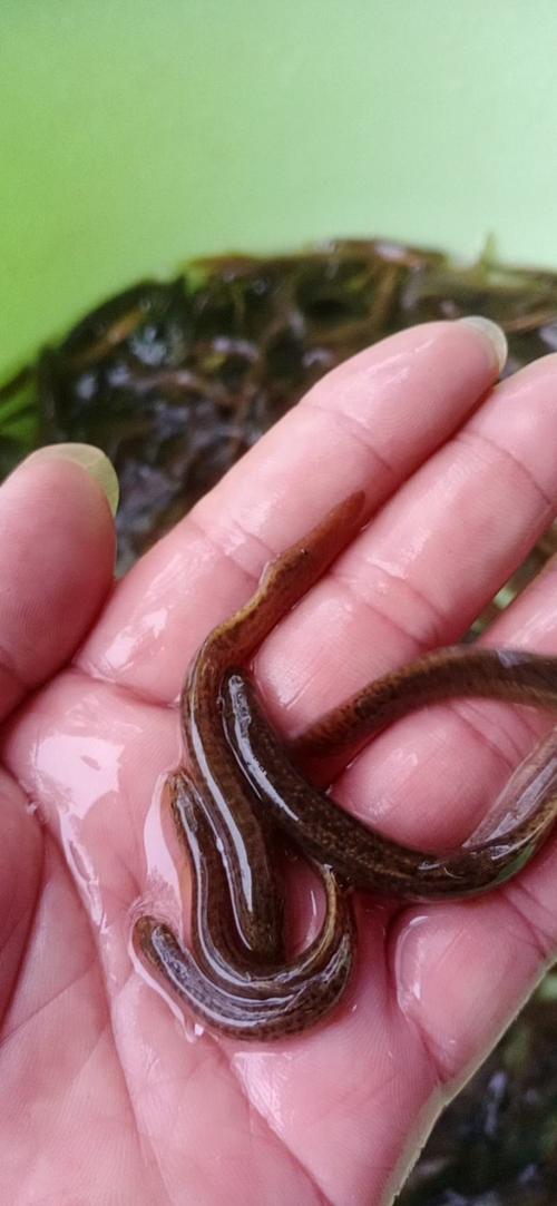 泥鳅苗价格多少钱一斤？最新行情如何？-图2