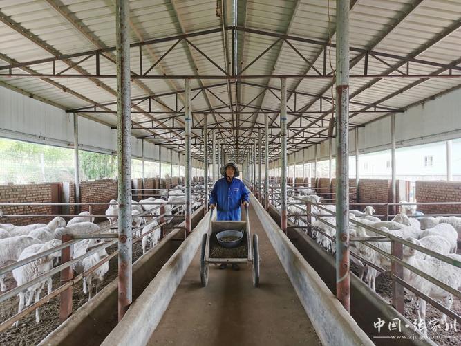 最新养羊技术视频有哪些实用干货?-图1 最新养羊技术视频有哪些实用干货?-图1