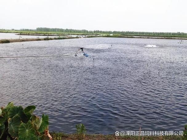 鳙鱼水库养殖新技术有哪些要点？-图2