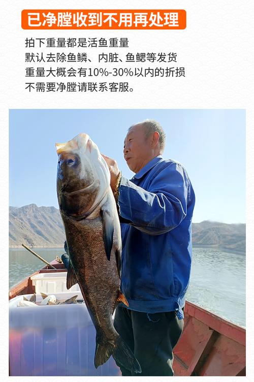 鳙鱼水库养殖新技术有哪些要点？-图3