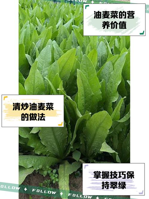 家庭油麦菜怎么种才能长得好？-图2