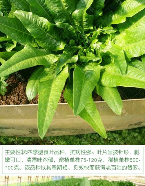 家庭油麦菜怎么种才能长得好？-图3