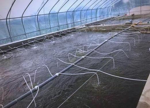 南美白对虾育苗新技术有何突破？-图2
